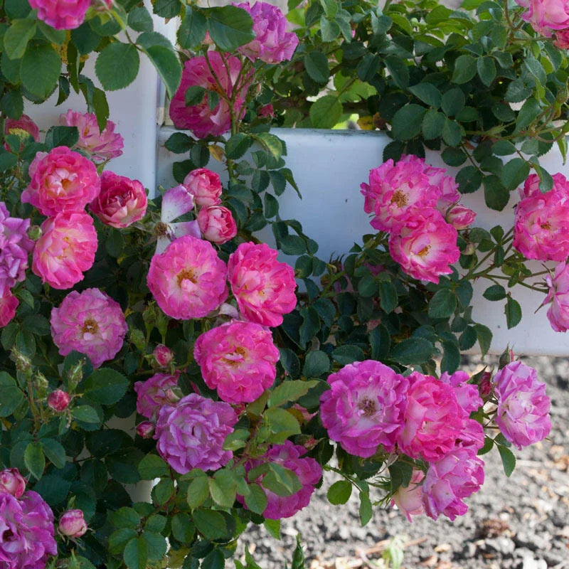 Cupid's Kisses Miniature Rose