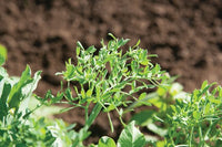 Petite Snap-Greens – Pea Seed