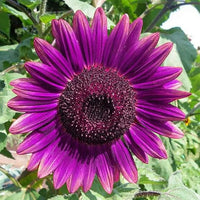 Organic Purple Sunflower Flower Seeds for Planting – Heirloom, Non-GMO