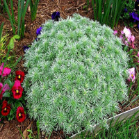 Silver Mound Artemisia
