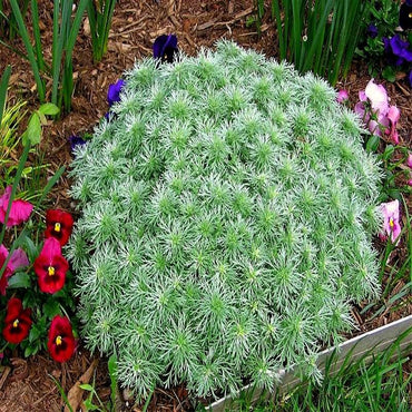 Silver Mound Artemisia