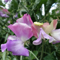 Sweetpea- Enchante