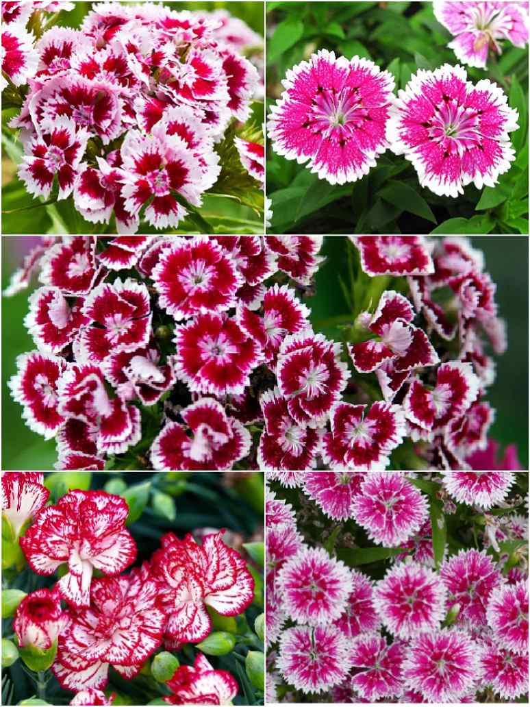Dianthus Baby Doll Mixed Color Flower Seeds