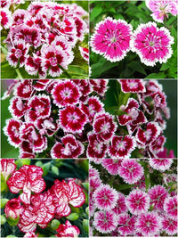 Dianthus Baby Doll Mixed Color Flower Seeds