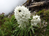 Heirloom Non-GMO Saussurea Plant Seeds for Unique Foliage and Alpine Garden Planting