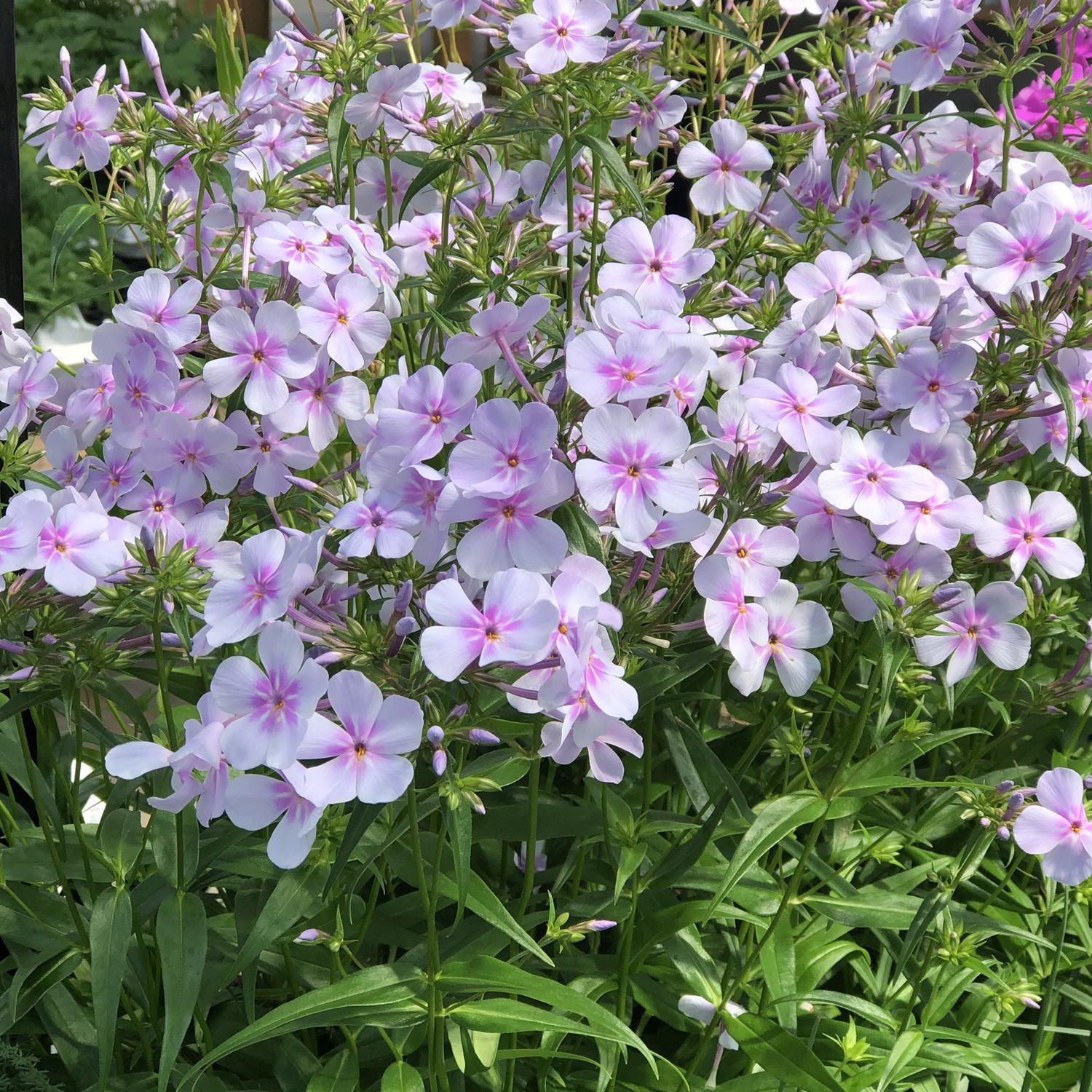 Opening Act Pink-a-Dot Reblooming Phlox