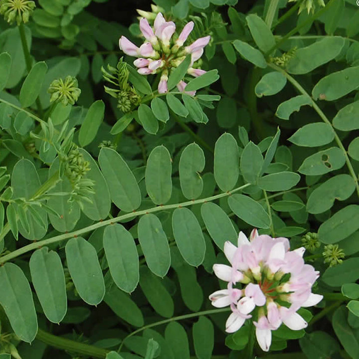 Organic Violet Coronilla Flower Seeds for Planting – Heirloom, Non-GMO