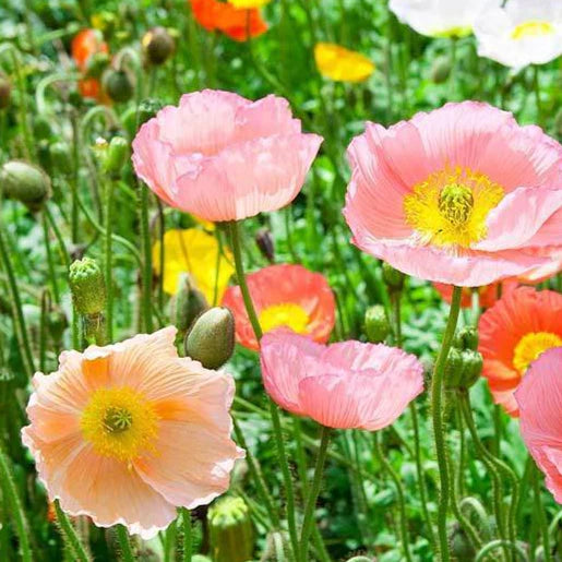 Poppy Iceland Nudicale Mixed Color Flower Seeds