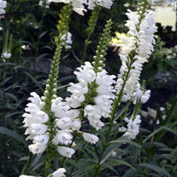 Heirloom Non-GMO White Physostegia Flower Seeds for Elegant Garden Borders and Seasonal Planting