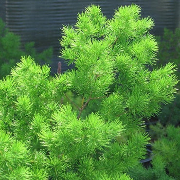 Myriocladus Plant Seeds – Heirloom Non-GMO Ornamental Bamboo Seeds for Lush Garden Growth