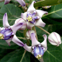 Heirloom Calotropis Gigantea Flower Seeds, Non-GMO Giant Milkweed Blooms for Butterfly Garden Planting