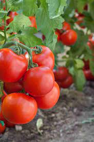 Geronimo/Shin Cheong Gang Grafted – Organic Tomato Seed
