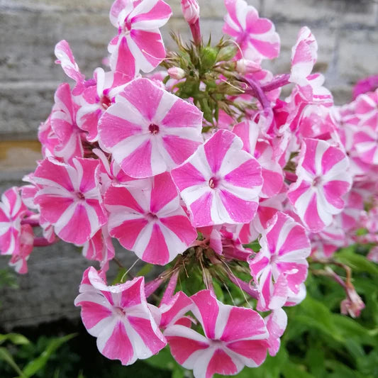 Candy Crush Bambini Phlox