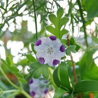 Heirloom Non-GMO White Blue Maculata Flower Seeds for Garden Planting – Striking Bicolor Blooms