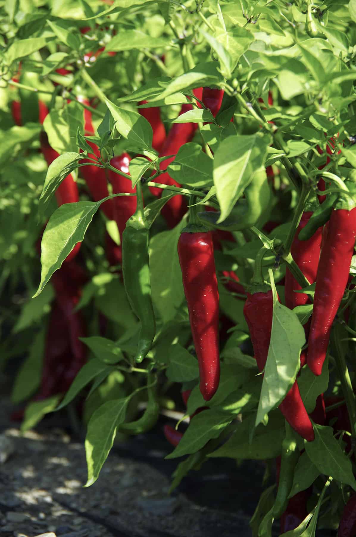 Red Ember – Organic Cayenne Pepper Seeds
