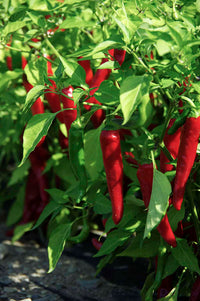 Red Ember – Organic Cayenne Pepper Seeds