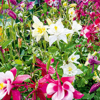 Mixed Columbine Flower Seeds – Heirloom Non-GMO Perennial Blooms for Cottage Garden Planting