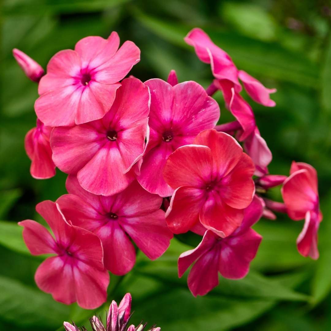 Starfire Phlox