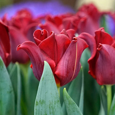Red Dress Tulip Seeds