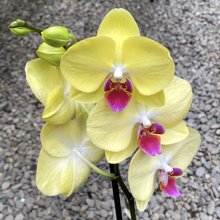 Heirloom Yellow Pink Phalaenopsis Orchid Flower Seeds – Non-GMO Exotic Blooms for Planting