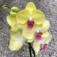 Heirloom Yellow Pink Phalaenopsis Orchid Flower Seeds – Non-GMO Exotic Blooms for Planting