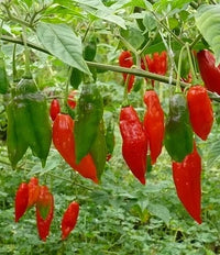 Hot Paper Lantern – Organic Habanero Pepper Seed