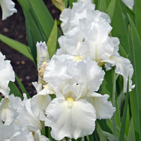 Got Milk Bearded Iris Seeds