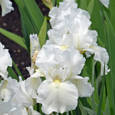 Got Milk Bearded Iris Seeds