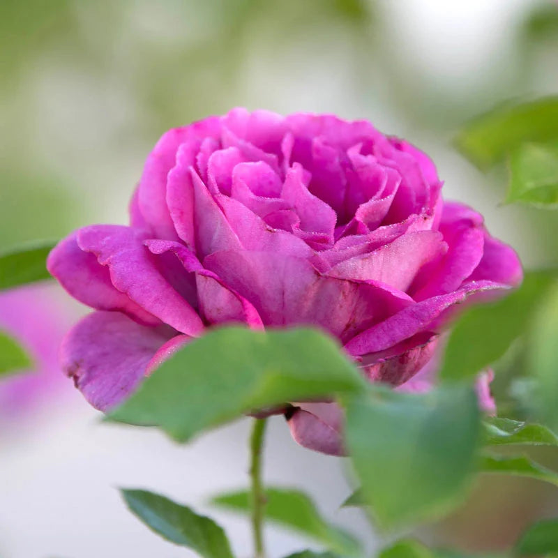 Sweet Madame Blue Floribunda Rose