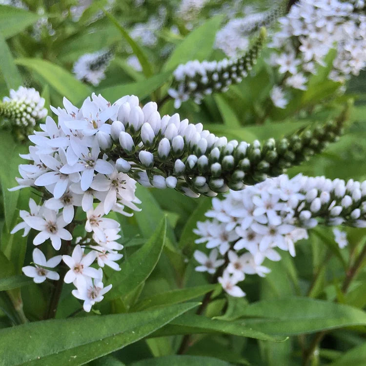 Gooseneck Loosestrife