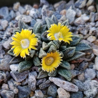 Organic Yellow Nananthus Plant Seeds for Planting – Heirloom, Non-GMO