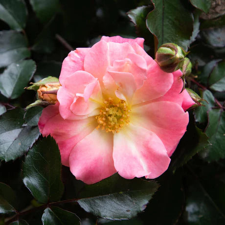 Rainbow Happy Trails Groundcover Rose