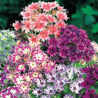 Phlox Twinkle Star Mixed Color Flower Seeds
