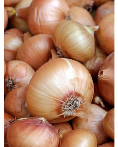 Candy – Onion Seed