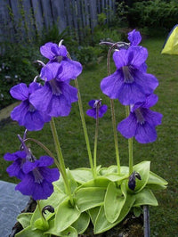 Heirloom Non-GMO Blue Butterwort Flower Seeds for Garden Planting – Carnivorous Blooms Variety