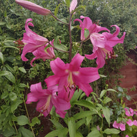 Robina Lily Tree Seeds