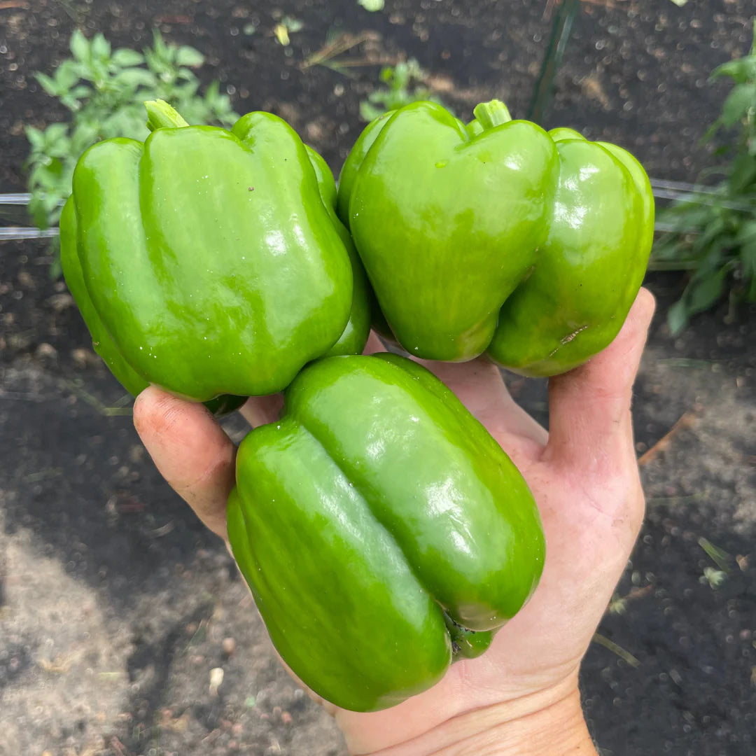 King Arthur – Bell Pepper Seed