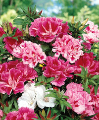 Heirloom Mixed Azalea Godetia Flower Seeds for Planting – Non-GMO Annual Garden Blooms