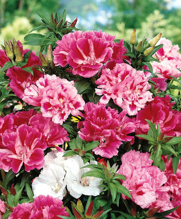 Heirloom Mixed Azalea Godetia Flower Seeds for Planting – Non-GMO Annual Garden Blooms