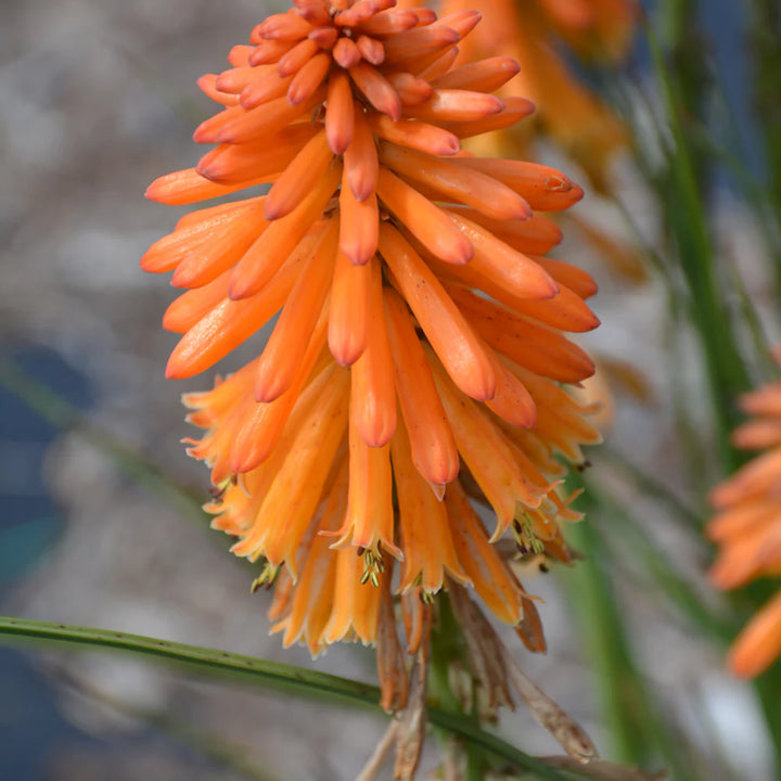 Orange Hot Poker Torch Lily, Kniphofia Perennial Flower Seeds for Planting – Heirloom and Non-GMO Garden Seeds