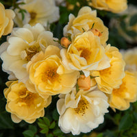 Sunshine Happy Trails Groundcover Rose