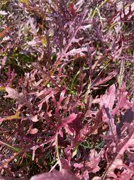 Ruby Streaks – Organic Mustard Green Seed