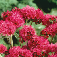 Red Ageratum Flower Seeds for Planting - Heirloom & Non-GMO garden seeds