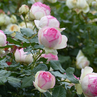 Rose- Pierre de Ronsard