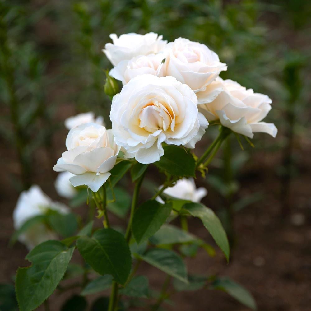Easy Spirit Floribunda Rose