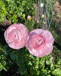 Ranunculus- Primo Pastello (Corm)