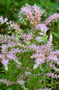 Heirloom Non-GMO Pink Green Sedum Seastar Flower Seeds for Planting – Unique Ground Cover Blooms