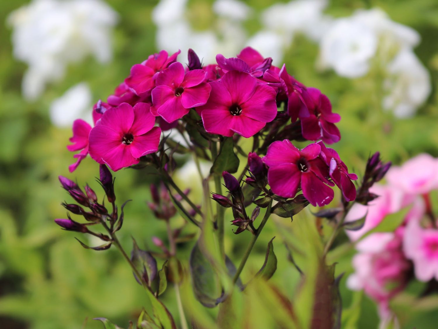 Raving Beauty Phlox