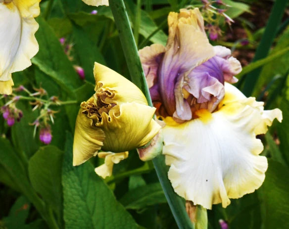 Secret Rites Bearded Iris