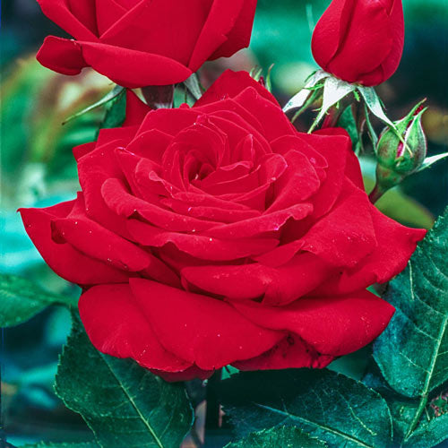 Mister Lincoln Hybrid Tea Rose